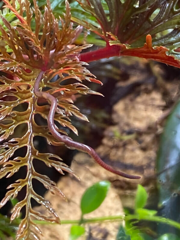 Vers sur une feuille de Begonia bipinnatifida, plante d'intérieur, terrarium, Paris 19e (75)