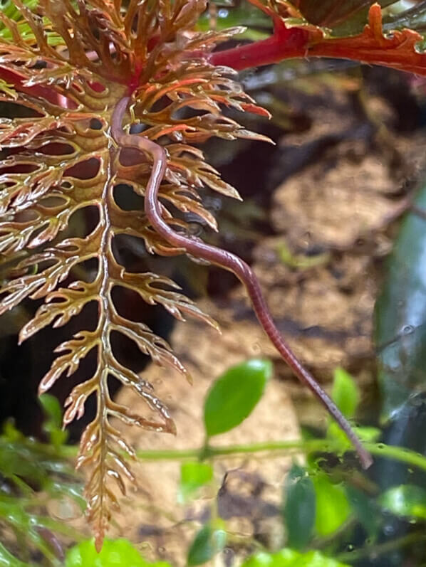 Vers sur une feuille de Begonia bipinnatifida, plante d'intérieur, terrarium, Paris 19e (75)