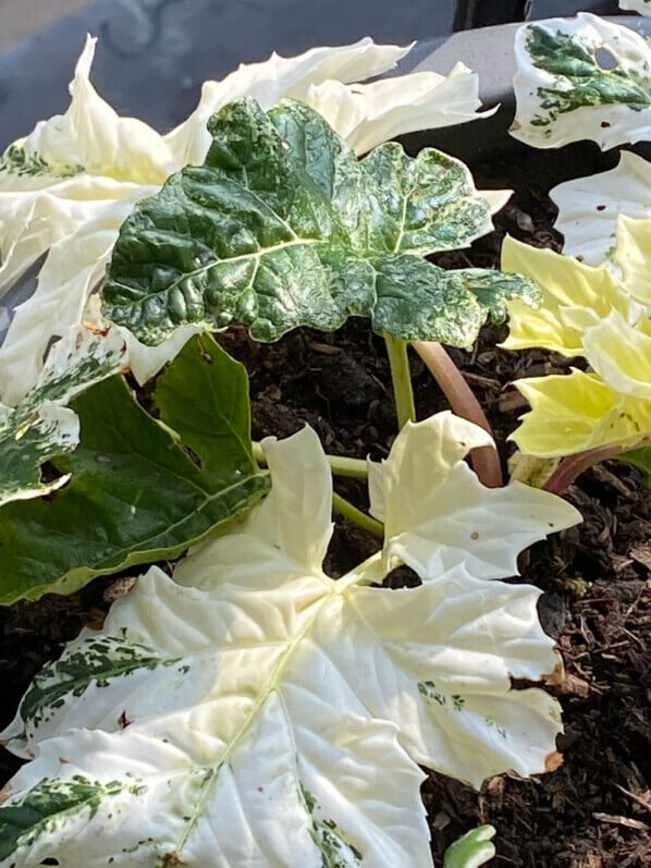 Acanthus mollis ‘Tasmanian Angel’  au printemps sur mon balcon parisien, Paris 19e (75)