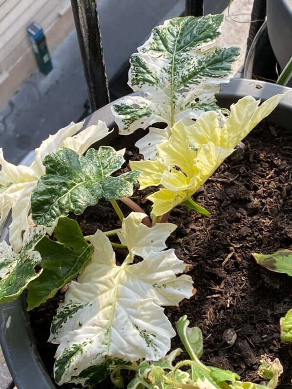 Acanthus mollis ‘Tasmanian Angel’  au printemps sur mon balcon parisien, Paris 19e (75)