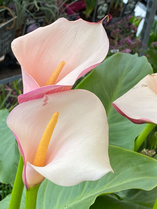 Arum 'Flamingo', Araceae, Fête des Plantes printemps, Domaine de Saint-Jean de Beauregard, Saint-Jean de Beauregard (91), Essonne