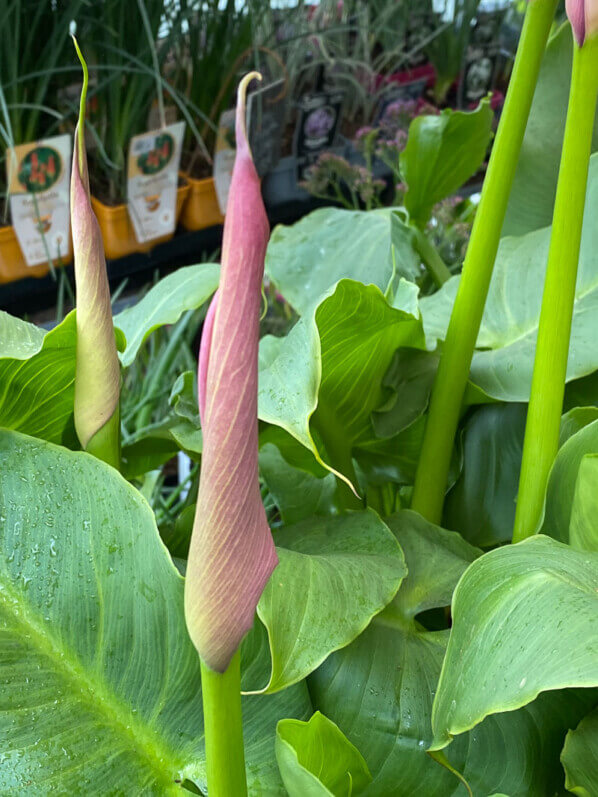 Arum 'Flamingo', Araceae, Fête des Plantes printemps, Domaine de Saint-Jean de Beauregard, Saint-Jean de Beauregard (91), Essonne