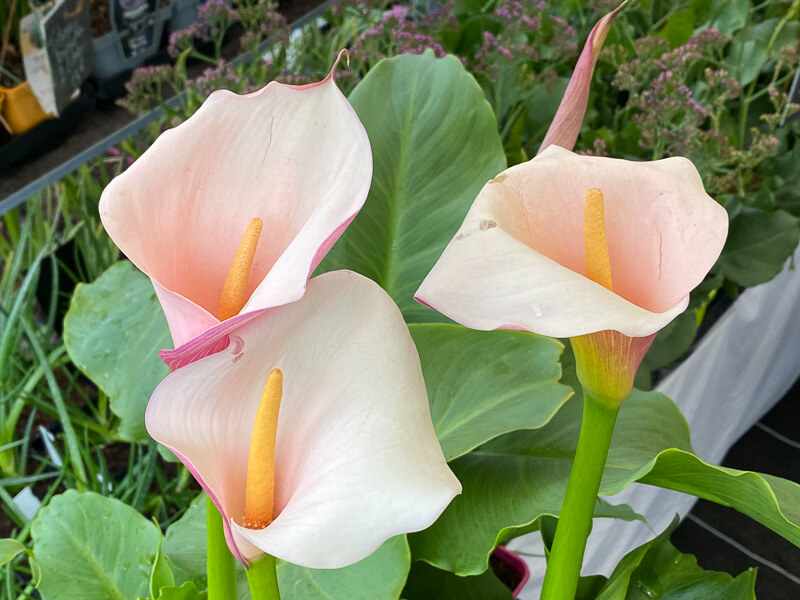 Lire la suite à propos de l’article Arum (Zantedeschia aethiopica) ‘Flamingo’