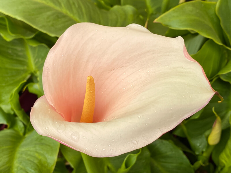 Arum 'Flamingo', Araceae, Fête des Plantes printemps, Domaine de Saint-Jean de Beauregard, Saint-Jean de Beauregard (91), Essonne