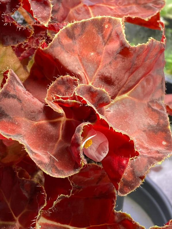 Begonia 'Autumn Crinkle', Bégoniacées, plante d'intérieur, Paris 19e (75)