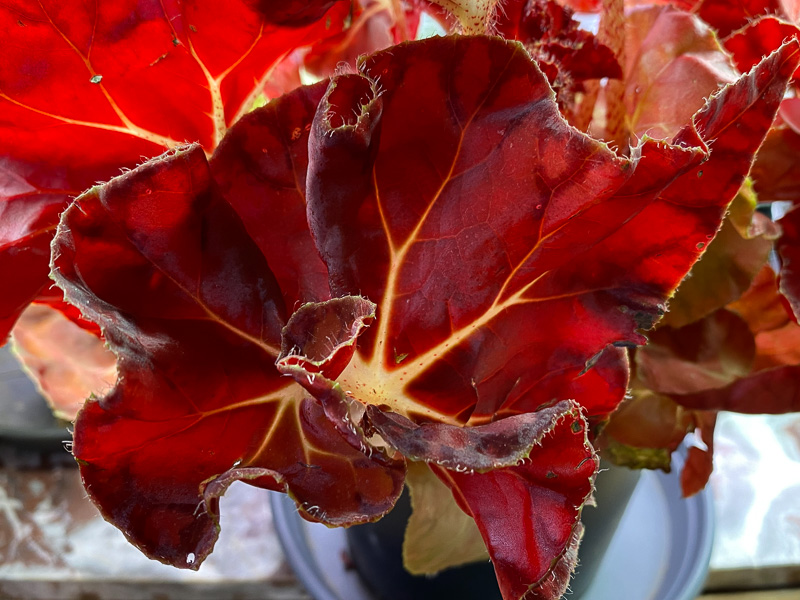 Begonia 'Autumn Crinkle', Bégoniacées, plante d'intérieur, Paris 19e (75)