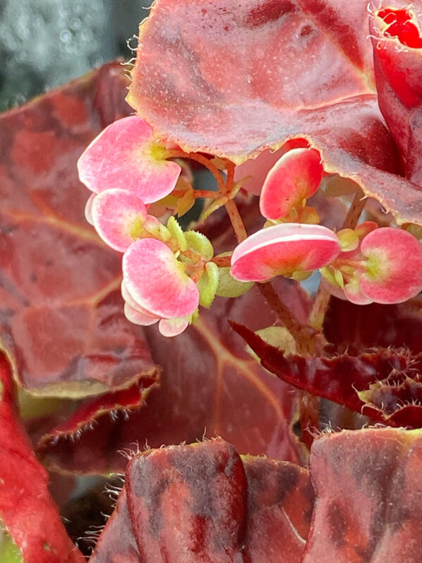Begonia 'Autumn Crinkle', Bégoniacées, plante d'intérieur, Paris 19e (75)