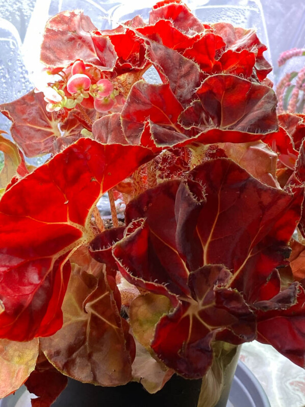 Begonia 'Autumn Crinkle', Bégoniacées, plante d'intérieur, Paris 19e (75)