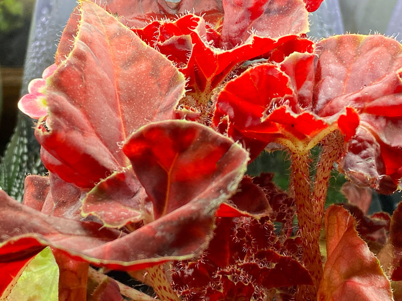 Begonia 'Autumn Crinkle', Bégoniacées, plante d'intérieur, Paris 19e (75)