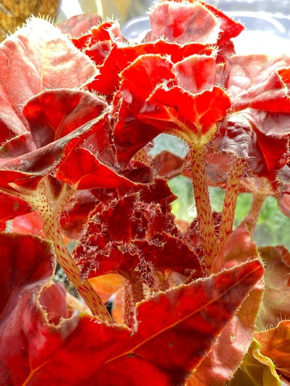 Begonia 'Autumn Crinkle', Bégoniacées, plante d'intérieur, Paris 19e (75)