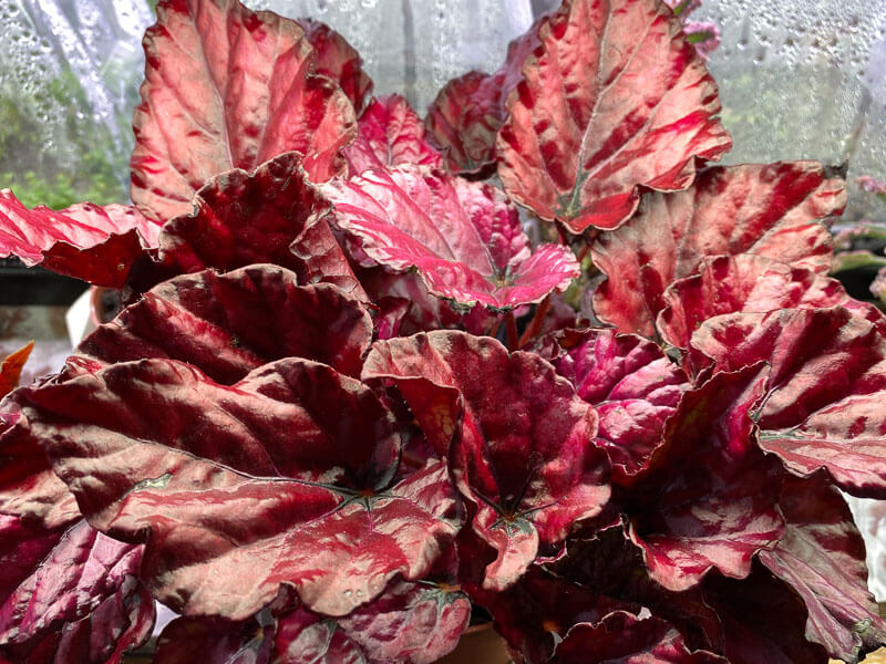 Begonia Rex hybride, plante d'intérieur, Paris 19e (75)