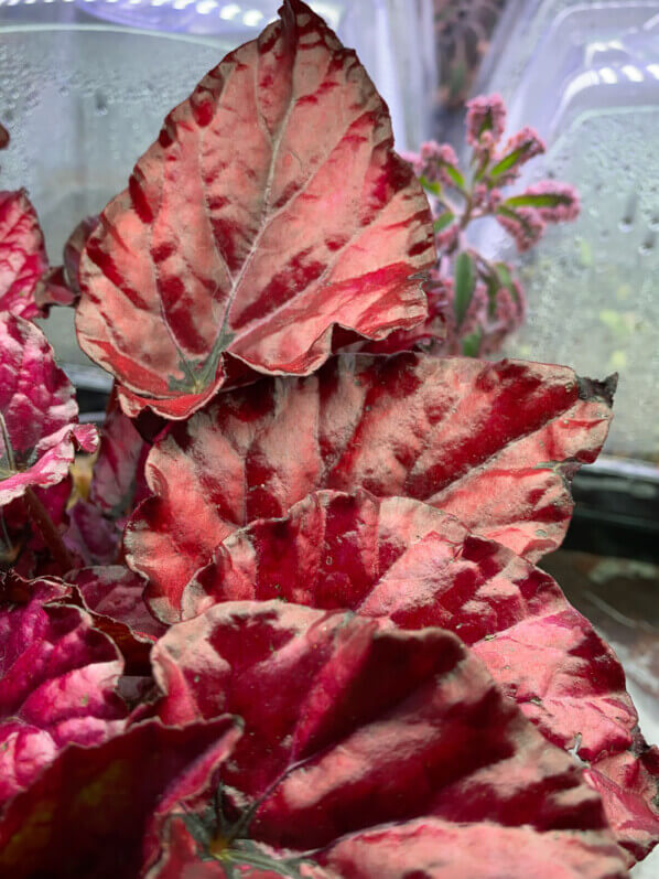 Begonia Rex hybride, plante d'intérieur, Paris 19e (75)