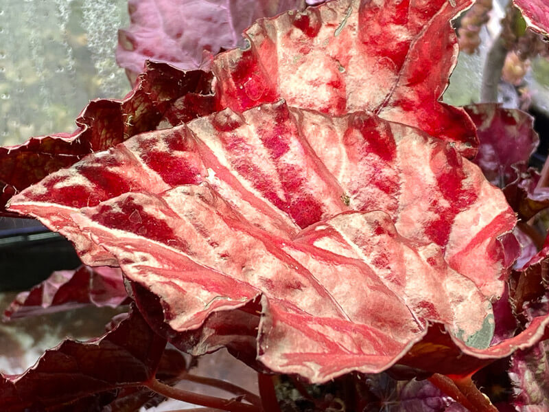 Lire la suite à propos de l’article Begonia Rex hybride rouge feu