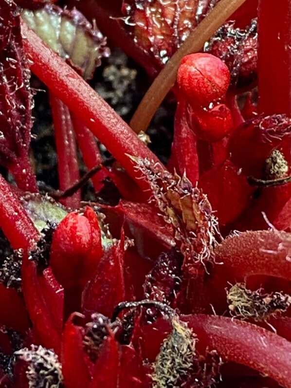 Begonia Rex hybride, plante d'intérieur, Paris 19e (75)