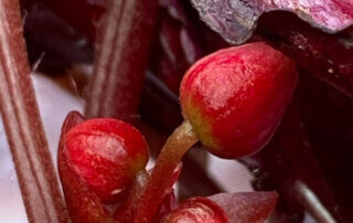 Begonia Rex hybride, plante d'intérieur, Paris 19e (75)