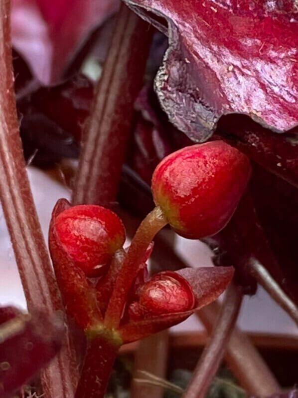 Begonia Rex hybride, plante d'intérieur, Paris 19e (75)