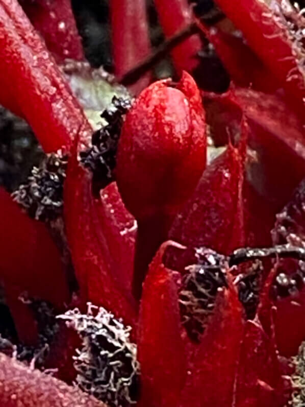 Begonia Rex hybride, plante d'intérieur, Paris 19e (75)