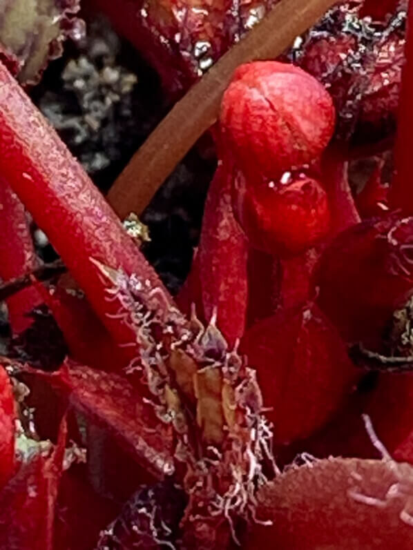 Begonia Rex hybride, plante d'intérieur, Paris 19e (75)