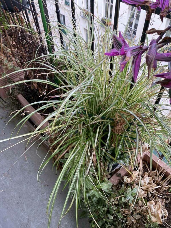 Chlorophytum saundersiae 'Starlight' en fin d'hiver sur mon balcon parisien, Paris 19e (75)