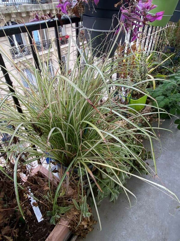 Chlorophytum saundersiae 'Starlight' en fin d'hiver sur mon balcon parisien, Paris 19e (75)