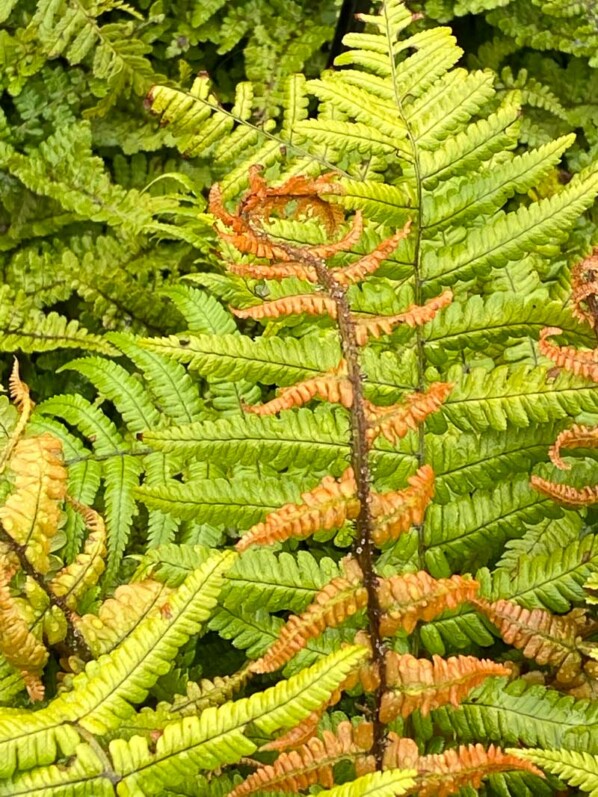 Dryopteris wallichiana Jurassic Gold, pépinières Caillarec, Fête des Plantes printemps, Domaine de Saint-Jean de Beauregard, Saint-Jean de Beauregard (91), Essonne