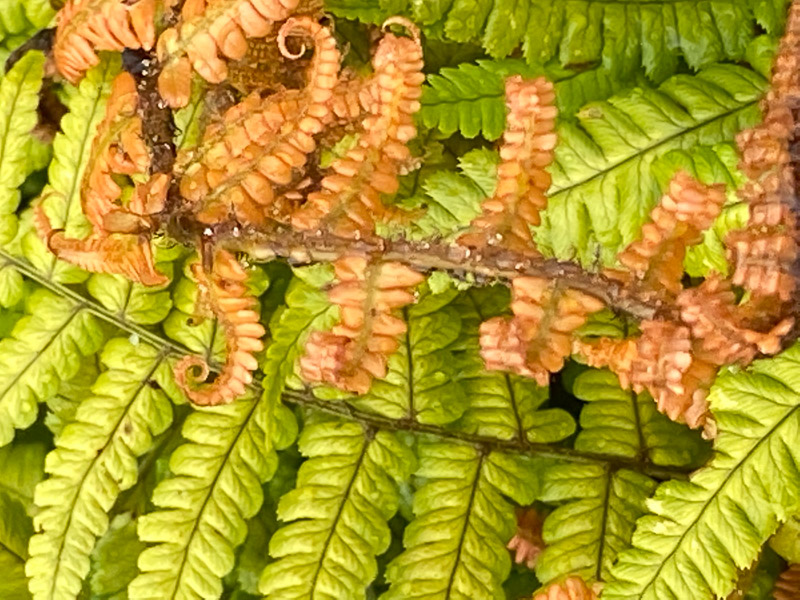 Dryopteris wallichiana Jurassic Gold, pépinières Caillarec, Fête des Plantes printemps, Domaine de Saint-Jean de Beauregard, Saint-Jean de Beauregard (91), Essonne
