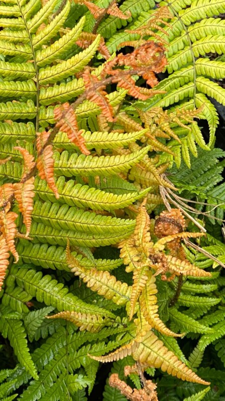 Dryopteris wallichiana Jurassic Gold, pépinières Caillarec, Fête des Plantes printemps, Domaine de Saint-Jean de Beauregard, Saint-Jean de Beauregard (91), Essonne