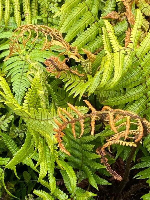 Dryopteris wallichiana Jurassic Gold, pépinières Caillarec, Fête des Plantes printemps, Domaine de Saint-Jean de Beauregard, Saint-Jean de Beauregard (91), Essonne