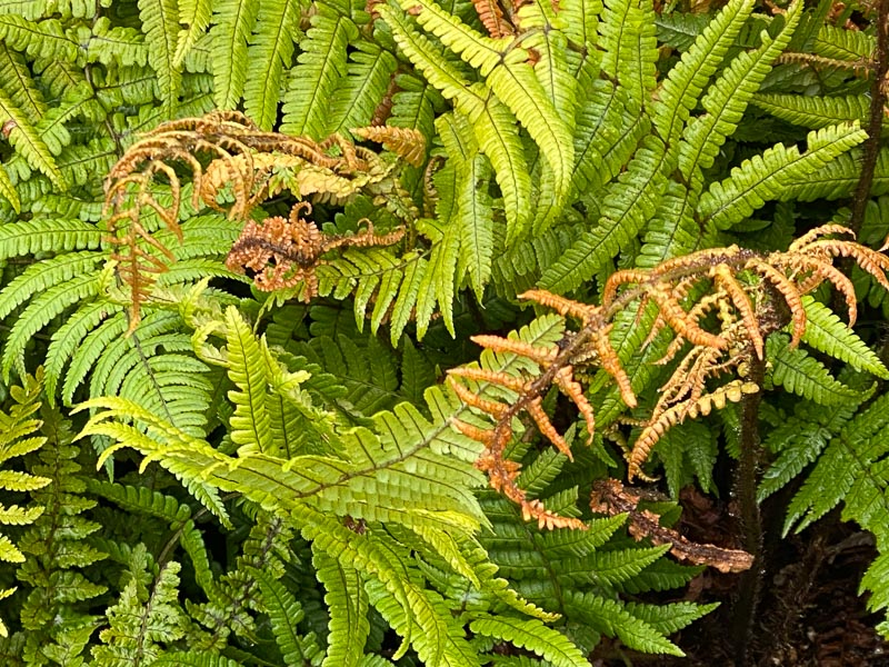 Dryopteris wallichiana Jurassic Gold, pépinières Caillarec, Fête des Plantes printemps, Domaine de Saint-Jean de Beauregard, Saint-Jean de Beauregard (91), Essonne