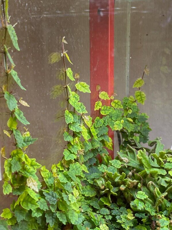 Ficus pumila 'Quercifolia' grimpant sur la paroi en verre du terrarium, plante d'intérieur, Paris 19e (75)