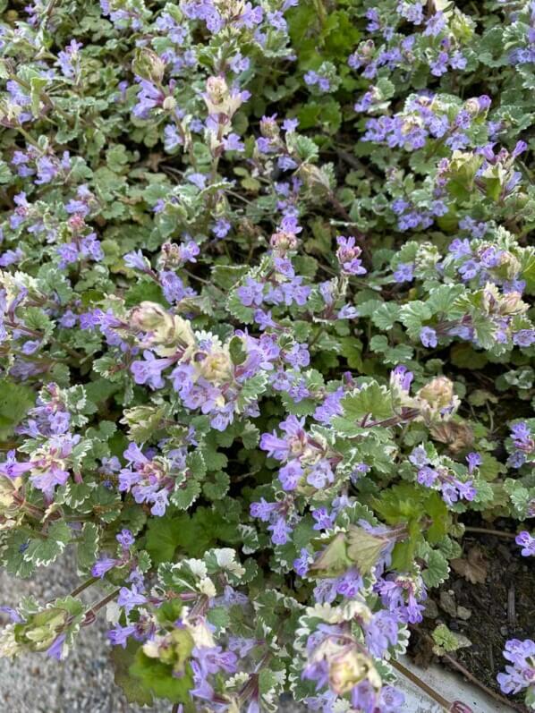 Lire la suite à propos de l’article La belle floraison printanière du lierre terrestre panaché (Glechoma hederacea ‘Variegata’)