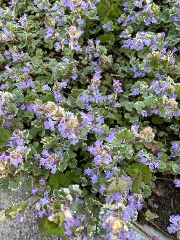 Glechoma hederacea 'Variegata', au printemps dans le Jardin botanique de Meise, Belgique