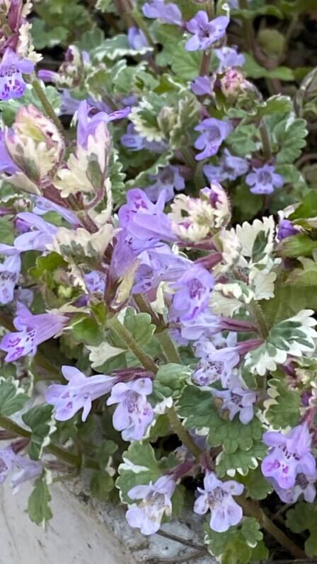 Glechoma hederacea 'Variegata', au printemps dans le Jardin botanique de Meise, Belgique