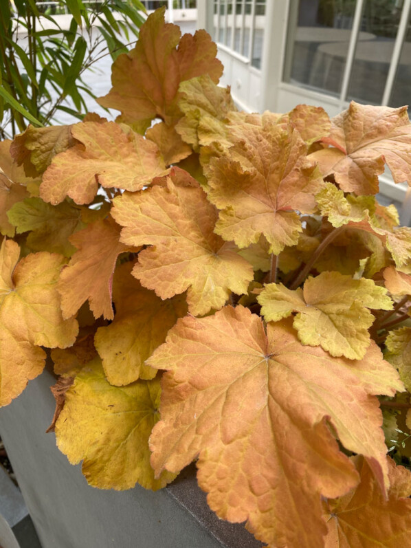 Heuchère à feuillage caramel, au début du printemps dans le jardin des Champs-Élysées, Paris 8e (75)