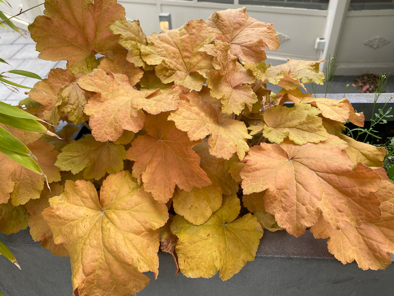 Lire la suite à propos de l’article Belle heuchère couleur caramel