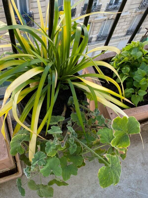 Potée d'Iris foetidissima 'Paul's Gold' et Pelargonium tomentosum au printemps sur mon balcon parisien, Paris 19e (75)