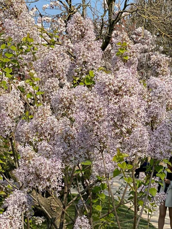 Lire la suite à propos de l’article L’opulente floraison du lilas de Mandchourie (Syringa oblata)