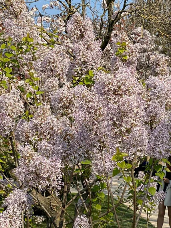 Syringa oblata, arbuste à fleurs, lilas, au début du printemps dans le Jardin des Plantes, Paris 5ème  (75)