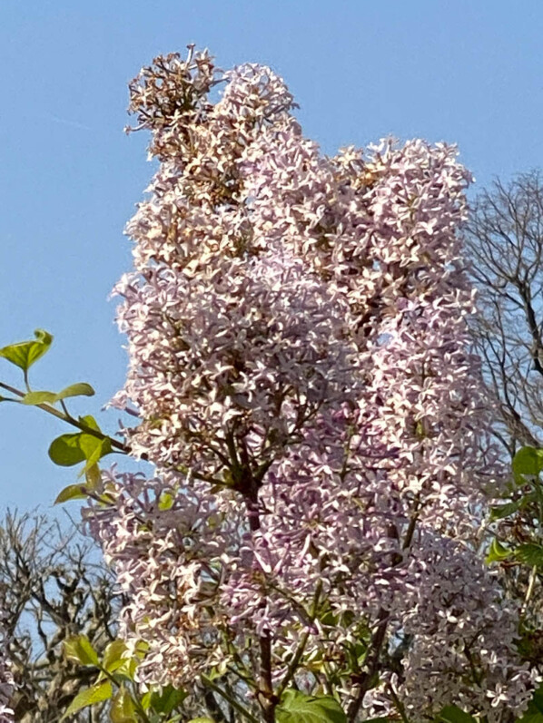 Syringa oblata, arbuste à fleurs, lilas, au début du printemps dans le Jardin des Plantes, Paris 5ème  (75)