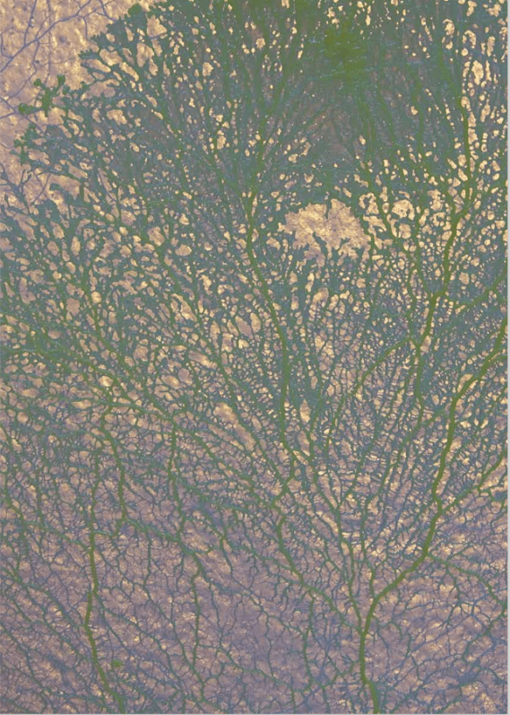 Mimosa Echard, Myxomycètes, 2020, photo Adagp Paris
