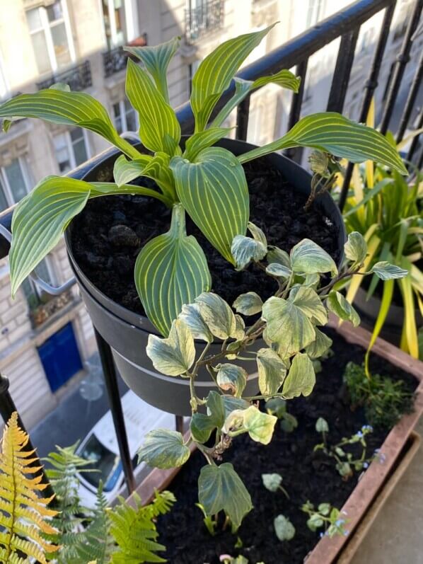 Potée d'Hosta 'Siberian Tiger' et de lierre panaché (Hedera) au printemps sur mon balcon parisien, Paris 19e (75)