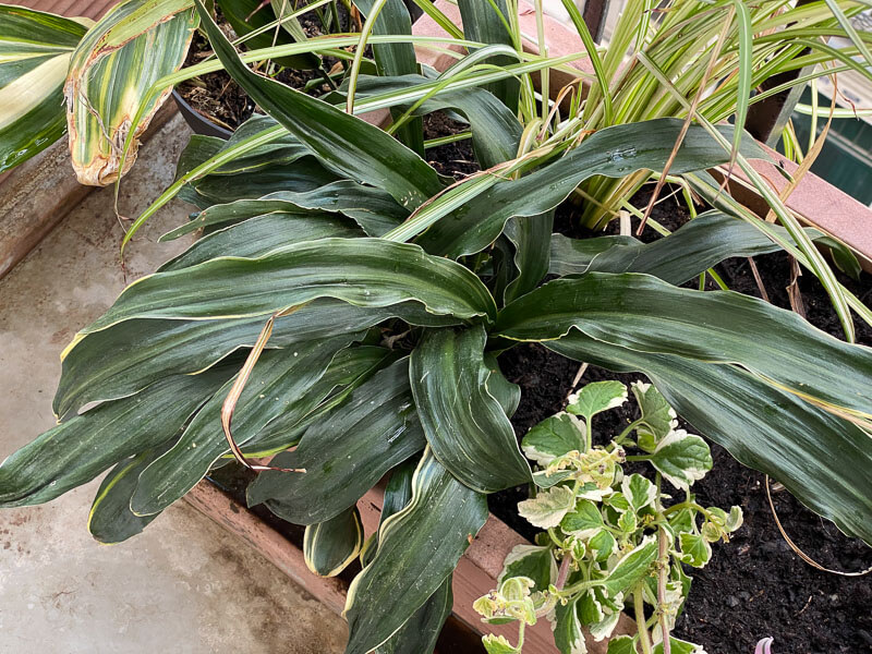 Rohdée du Japon, Rohdea japonica, au printemps sur mon balcon parisien, Paris 19e (75)