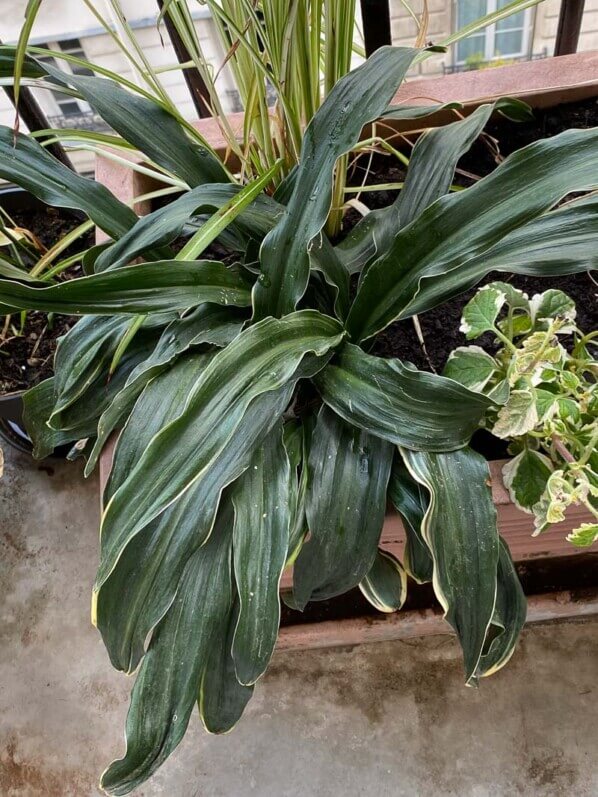 Rohdée du Japon, Rohdea japonica, au printemps sur mon balcon parisien, Paris 19e (75)