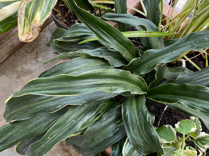 Rohdée du Japon, Rohdea japonica, au printemps sur mon balcon parisien, Paris 19e (75)