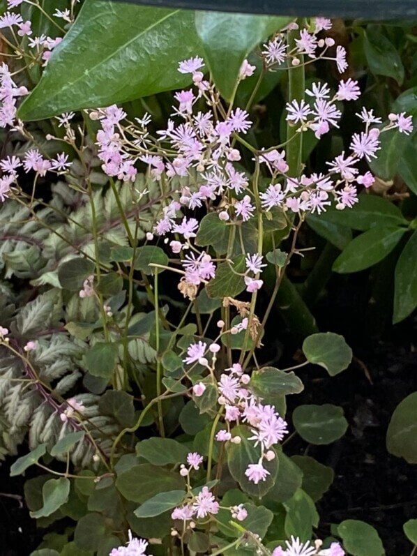 Thalictrum ichangense ‘Purple Marble’ au printemps sur mon balcon parisien, Paris 19e (75)