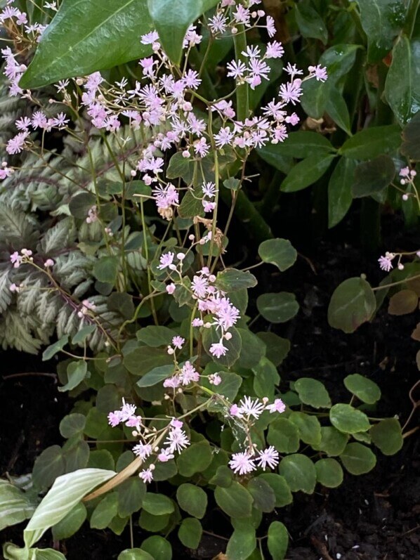 Thalictrum ichangense ‘Purple Marble’ au printemps sur mon balcon parisien, Paris 19e (75)