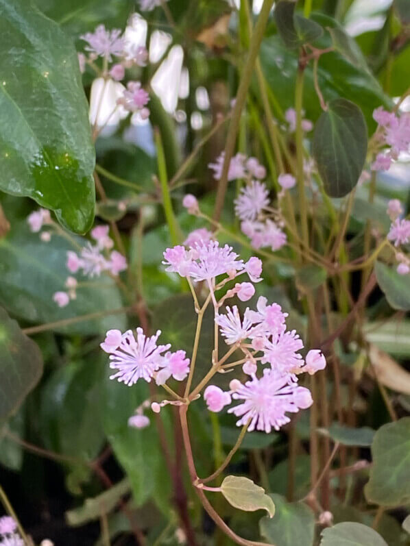 Thalictrum ichangense ‘Purple Marble’ au printemps sur mon balcon parisien, Paris 19e (75)