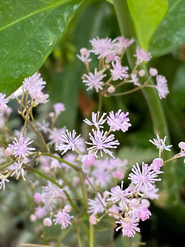 Thalictrum ichangense ‘Purple Marble’ au printemps sur mon balcon parisien, Paris 19e (75)