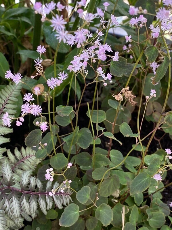 Thalictrum ichangense ‘Purple Marble’ au printemps sur mon balcon parisien, Paris 19e (75)