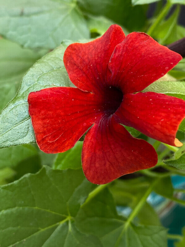 Suzanne aux yeux noirs, Thunbergia alata, plante grimpante, au printemps sur mon balcon parisien, Paris 19e (75)